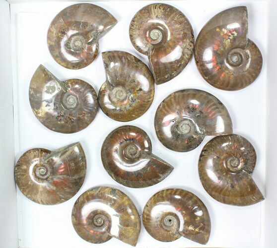 Lot: kg Iridescent, Red Flash Ammonites (-) - Pieces #82488